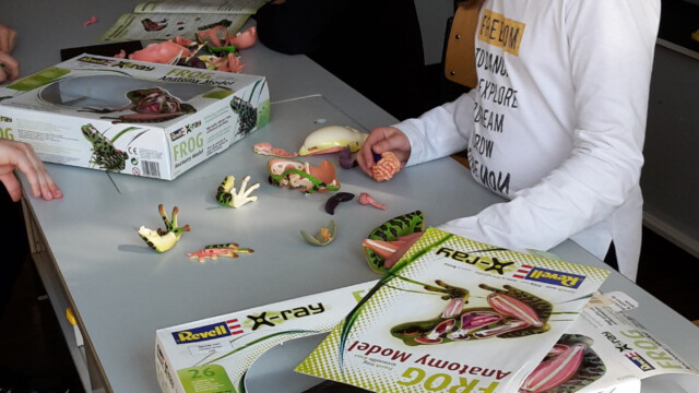Frosch-Bausätze Frosch-Bausätze